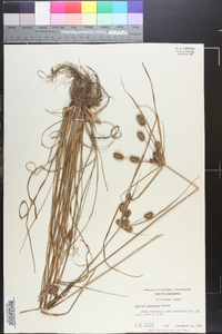 Cyperus retrorsus image