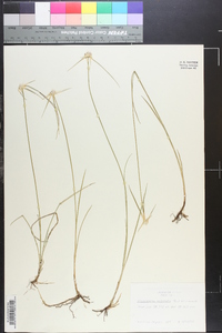 Rhynchospora colorata image