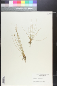 Eleocharis albida image