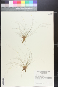Eleocharis microcarpa image