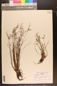 Fimbristylis dichotoma image