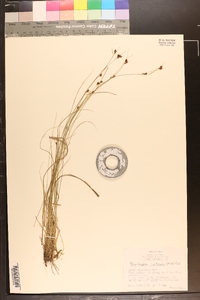 Rhynchospora capitellata image