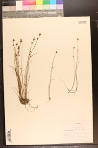 Rhynchospora alba image