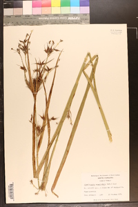 Rhynchospora corniculata image