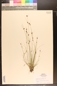 Rhynchospora filifolia image