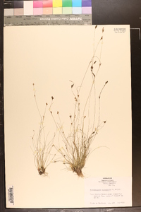Rhynchospora intermixta image