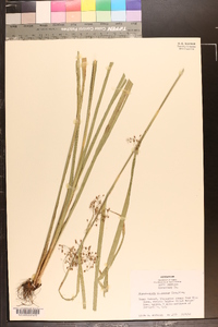 Rhynchospora miliacea image