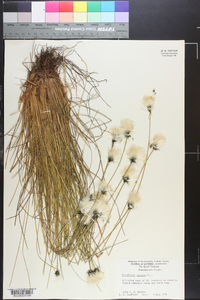 Eriophorum spissum image