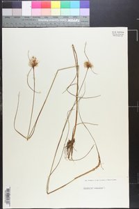 Eriophorum virginicum image