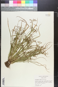 Psilocarya nitens image