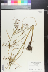 Psilocarya scirpoides image