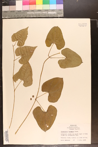 Dioscorea polystachya image