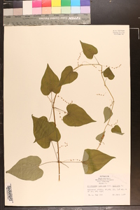 Dioscorea villosa var. villosa image