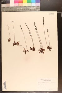 Drosera capillaris image