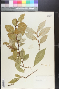 Elaeagnus pungens image