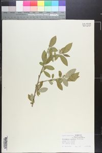 Elaeagnus pungens image