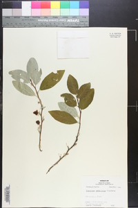 Elaeagnus umbellata image