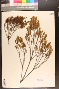 Ceratiola ericoides image