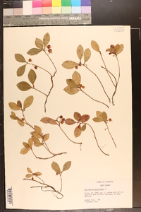 Gaultheria procumbens image