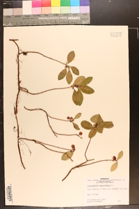 Gaultheria procumbens image