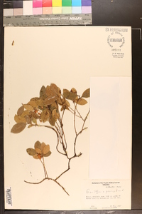 Gaultheria procumbens image