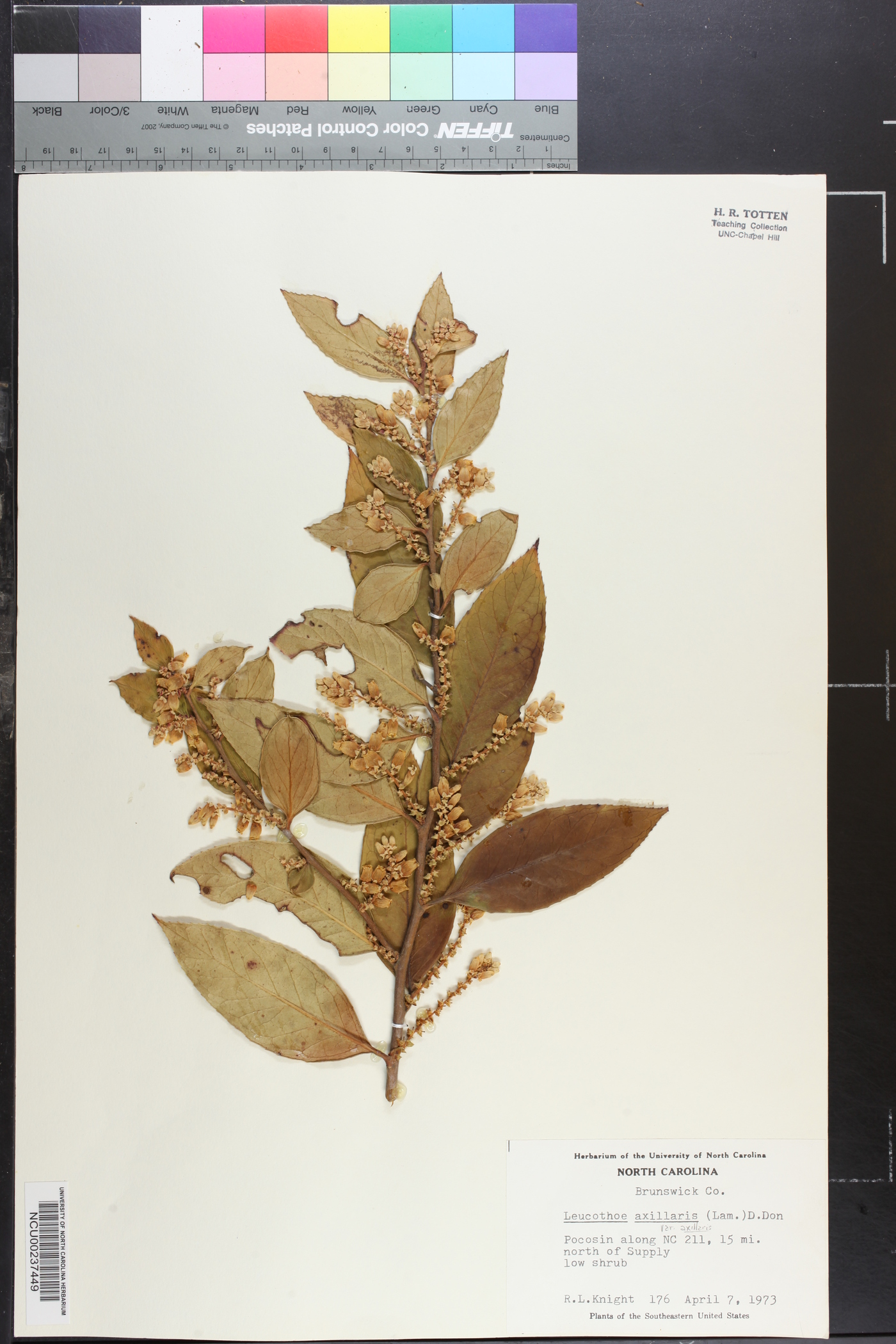 Leucothoe axillaris var. axillaris image