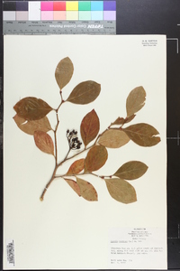 Lyonia mariana image