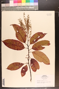 Oxydendrum arboreum image