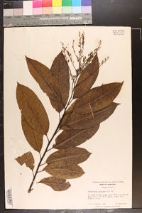 Oxydendrum arboreum image