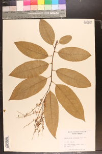 Oxydendrum arboreum image