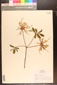 Rhododendron nudiflorum image