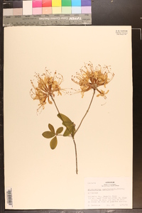 Rhododendron nudiflorum image