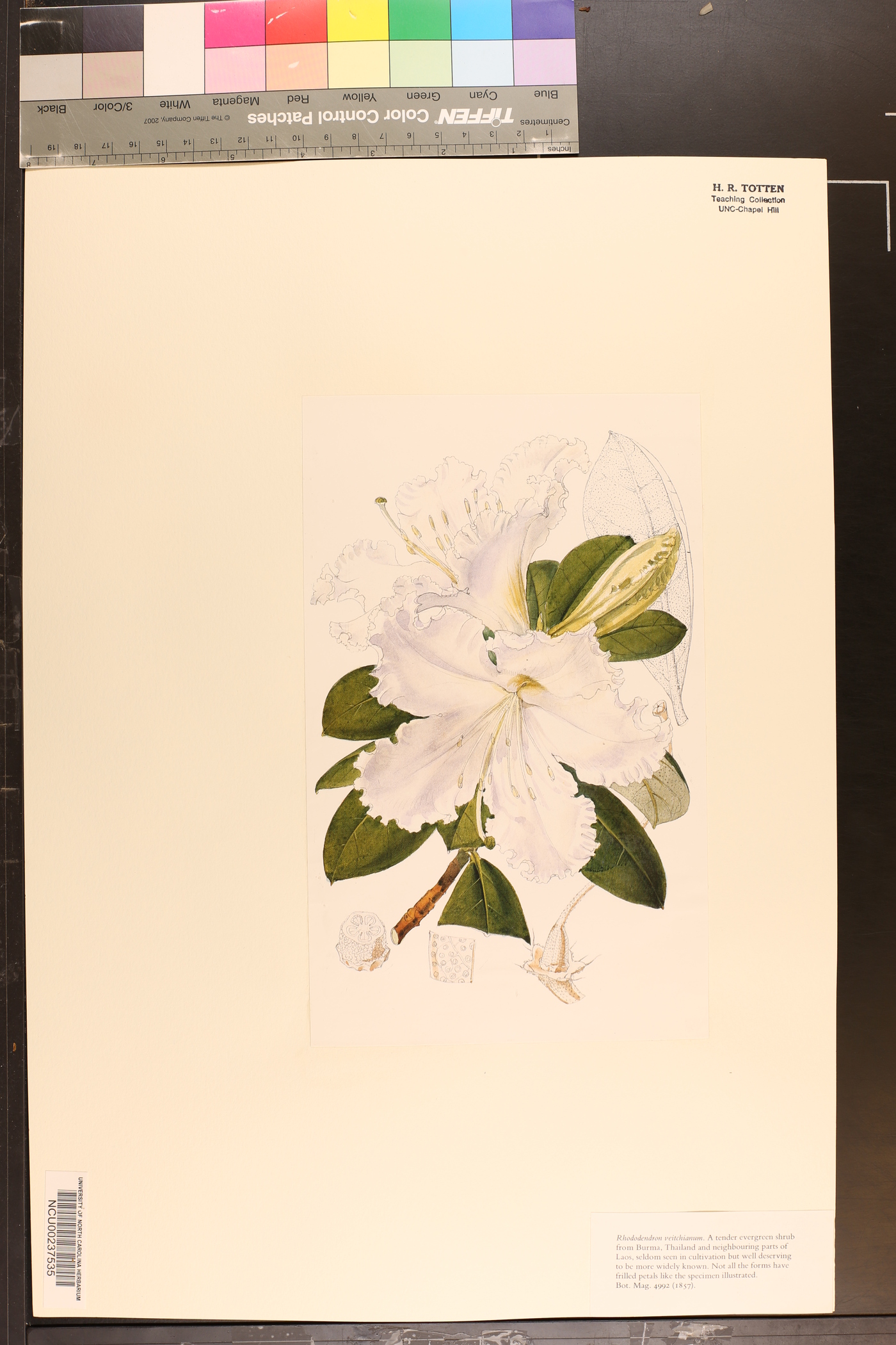 Rhododendron veitchianum image