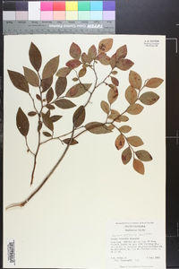 Vaccinium atrococcum image