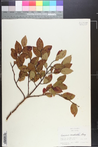 Vaccinium constablaei image