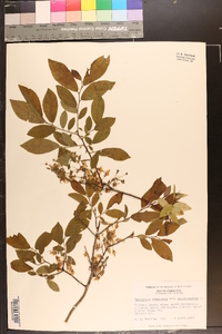 Vaccinium stamineum var. melanocarpum image