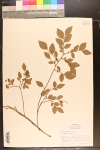 Vaccinium vacillans image