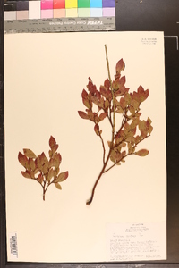 Vaccinium vacillans image