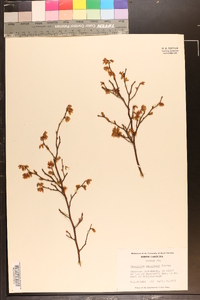 Vaccinium vacillans image