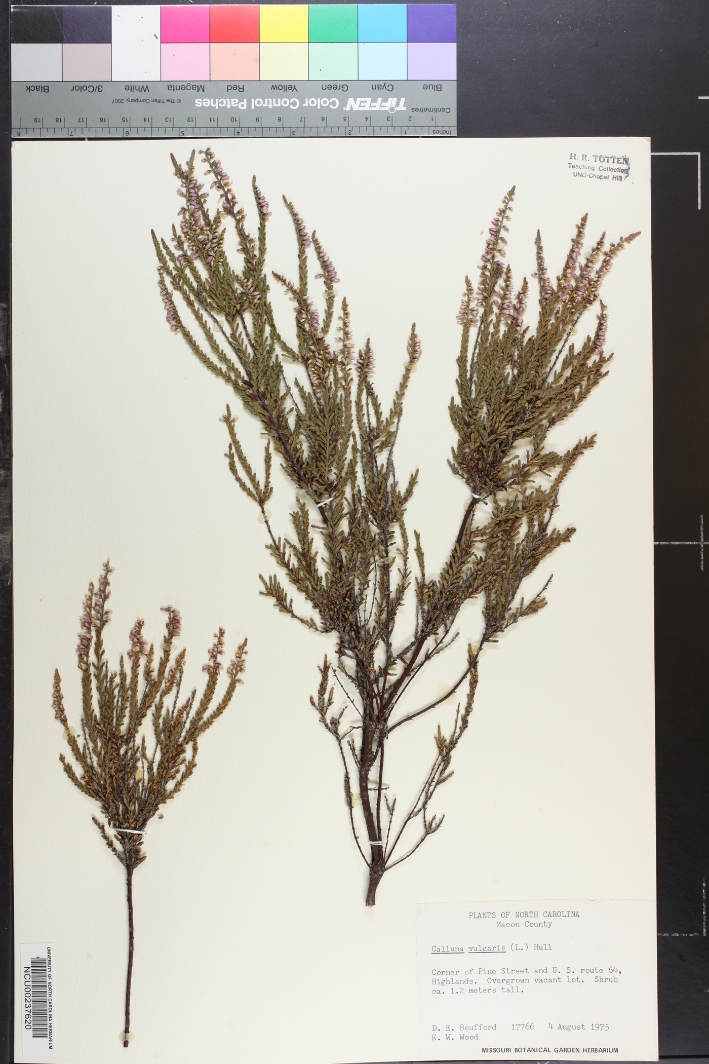 Calluna vulgaris image