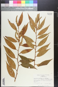 Leucothoe axillaris image