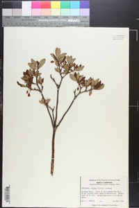 Rhododendron pilosum image