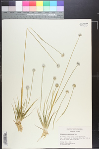 Eriocaulon compressum image