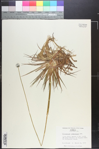 Eriocaulon compressum image