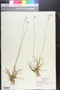 Eriocaulon decangulare image