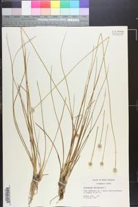 Eriocaulon decangulare image