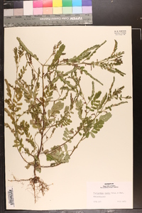 Phyllanthus amarus image