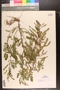 Phyllanthus amarus image