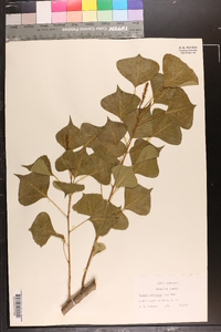 Sapium sebiferum image