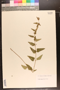 Tragia urticifolia image